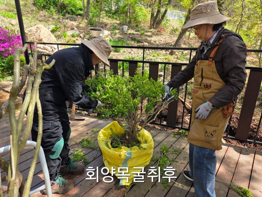 회양목 굴취후 전지.jpeg